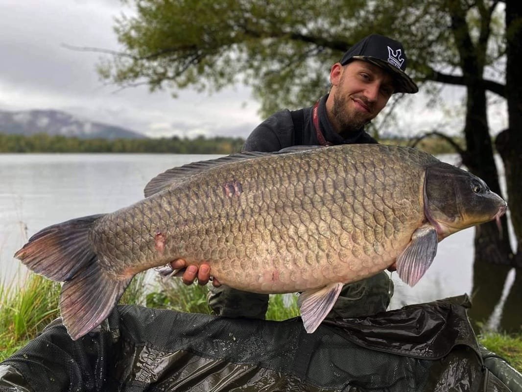 Angler holding carp caught at Bear lake in Slovenia, Europe
