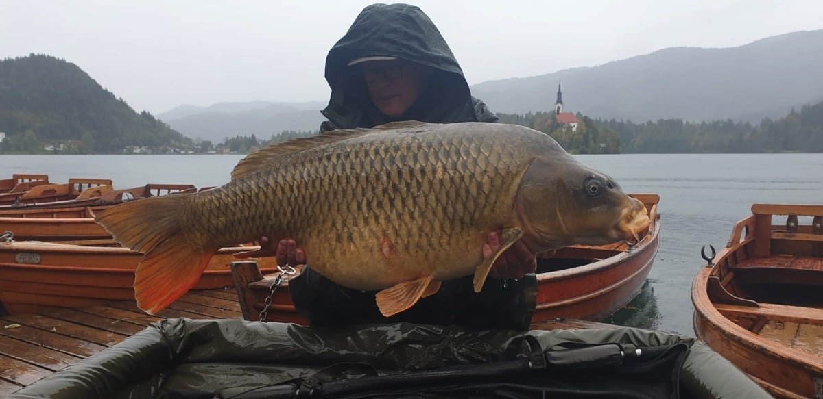 Angler holding carp caught on Lake Bled in Slovenia, Europe