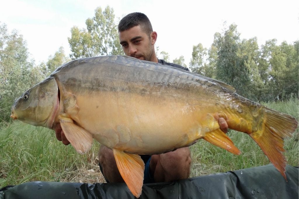 Angler holding carp caught in the Guadiana River in Spain, Europe