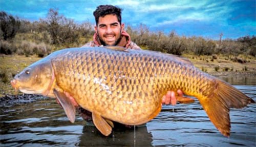 Guide from Guadiana River fishing holiday holding very large carp