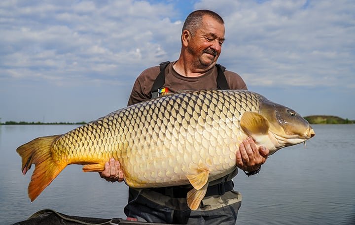 Man holding massive carp fish