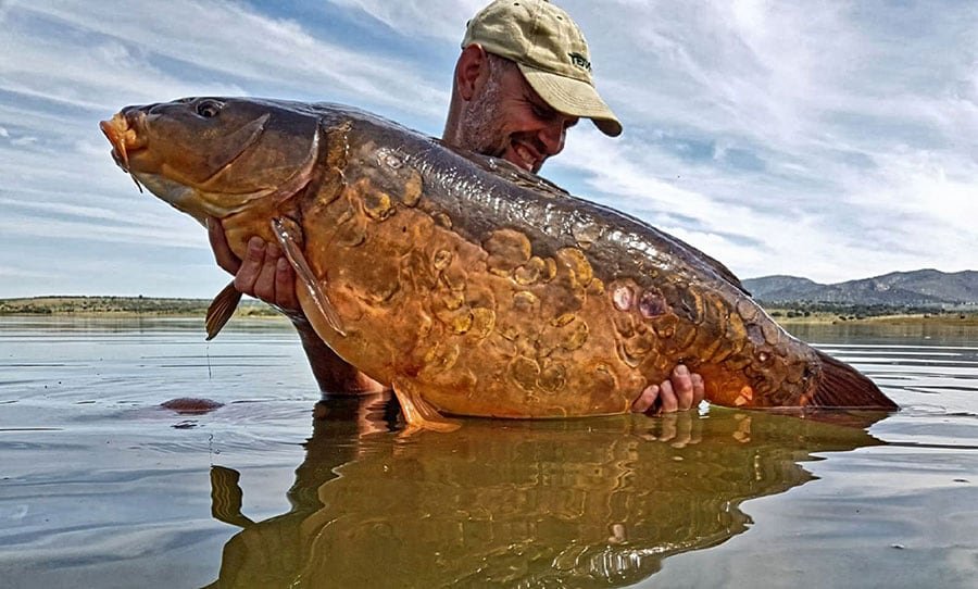 Man in water hugging huge carp fish