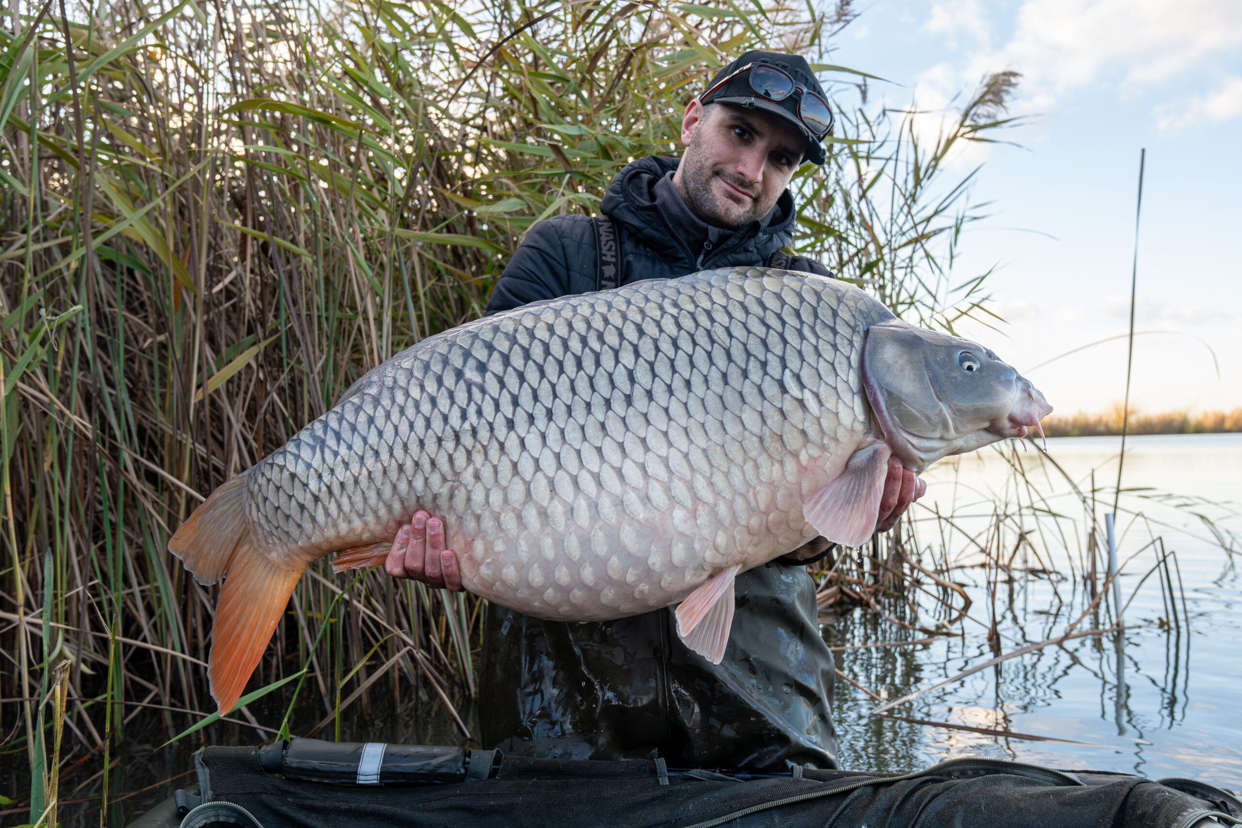 Angler holding large carp by lake reeds.