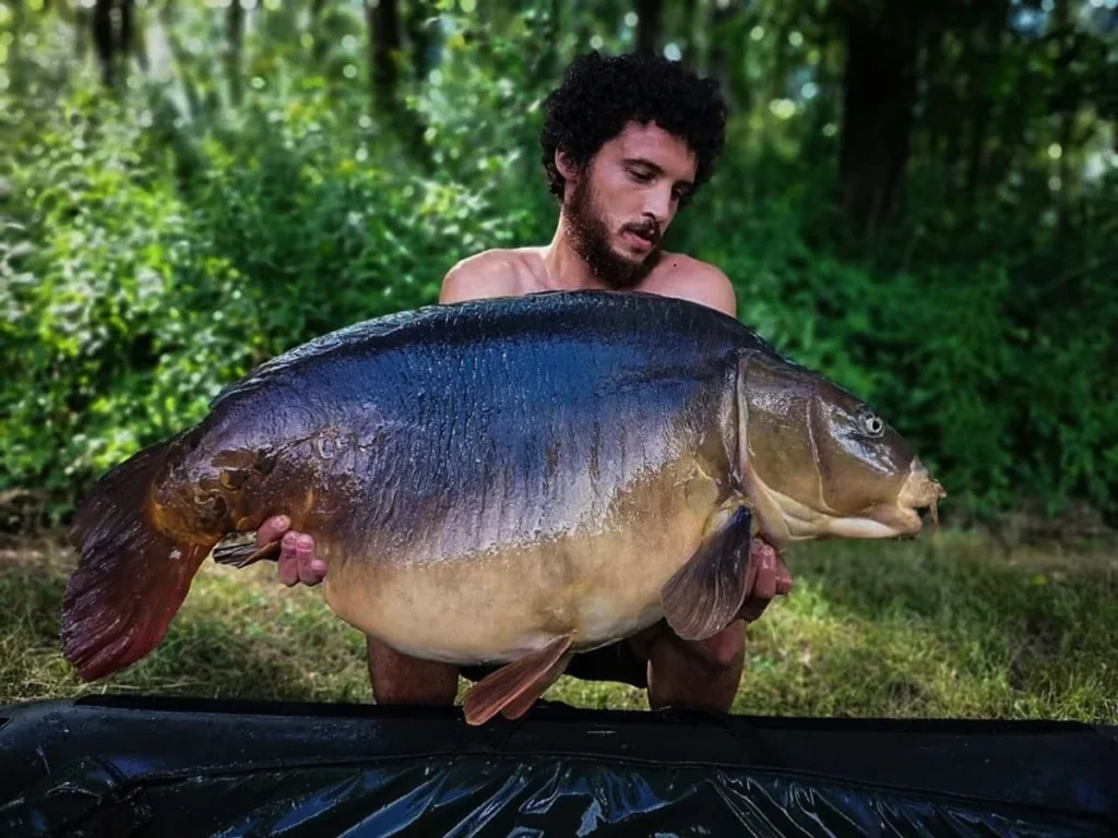 Man holding a large mirror carp outdoors.