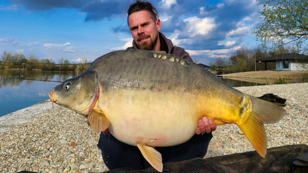 Man holding large mirror carp by lakeside.