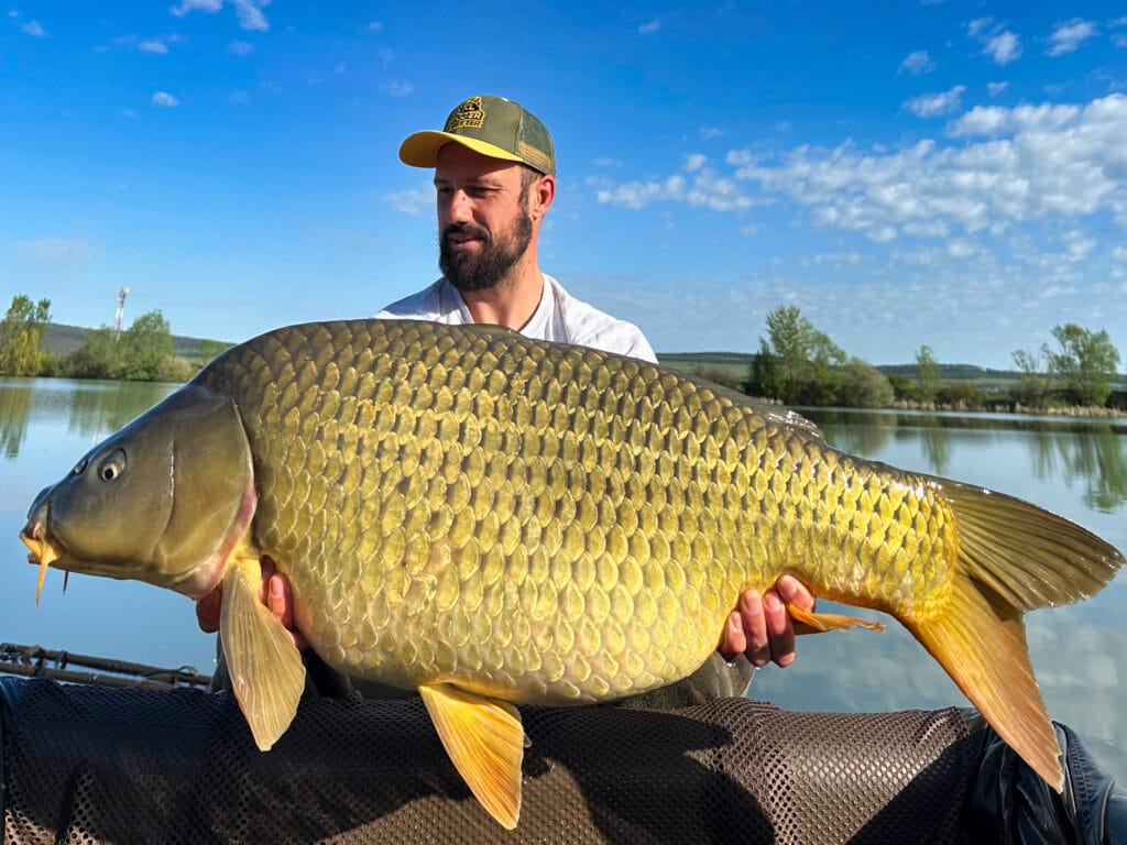 Angler holding large carp by lakeside.