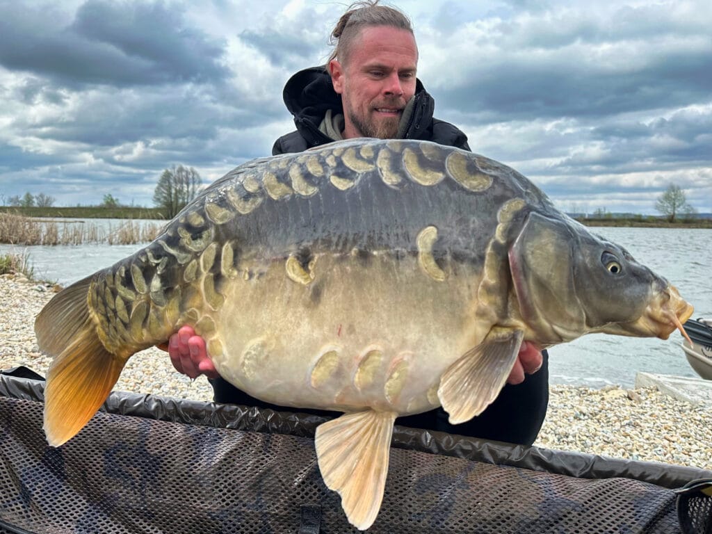 Angler holding large mirror carp by a lake.